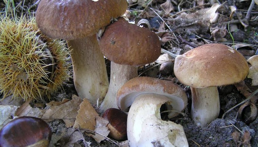 I Funghi dal Vero 4-5 novembre a Perugia