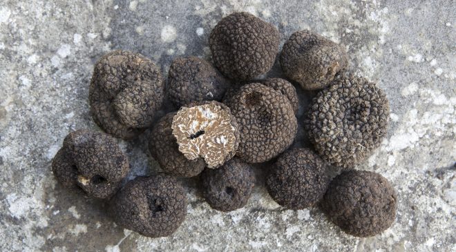 Il Tartufo Nero di Fragno tesoro di Parma