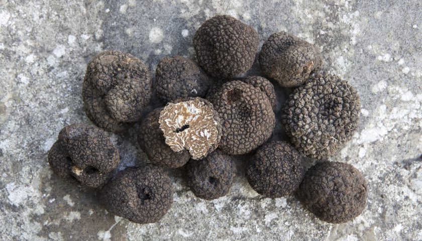 Il Tartufo Nero di Fragno tesoro di Parma