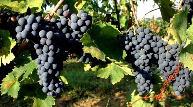 Nobile di Montepulciano tra i 14 vini nell’accordo di protezione Pechino-Bruxelles Nobile di Montepulciano tra i 14 vini nell’accordo di protezione Pechino-Bruxelles