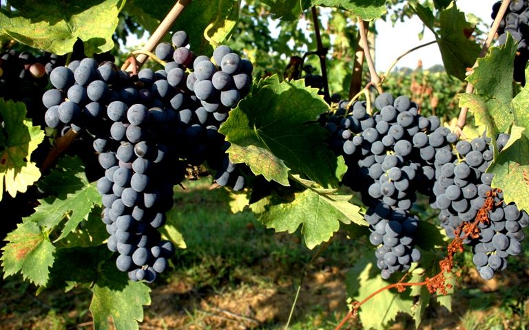 Nobile di Montepulciano tra i 14 vini nell’accordo di protezione Pechino-Bruxelles