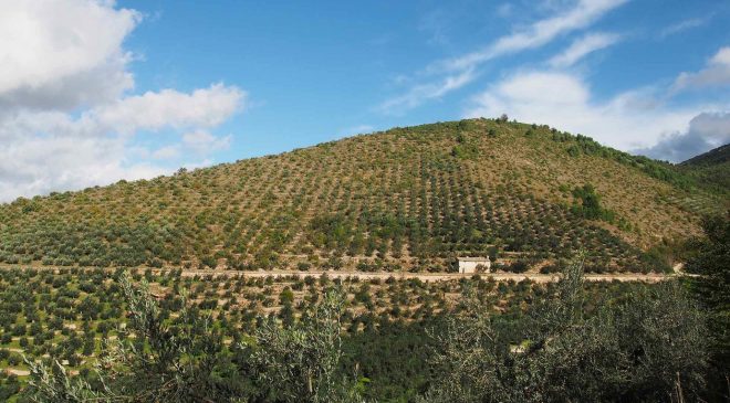 Registro Nazionale dei Paesaggi Rurali la fascia olivetata pedemontana Assisi-Spoleto entra a farne parte Registro Nazionale dei Paesaggi Rurali la fascia olivetata pedemontana Assisi-Spoleto entra a farne parte