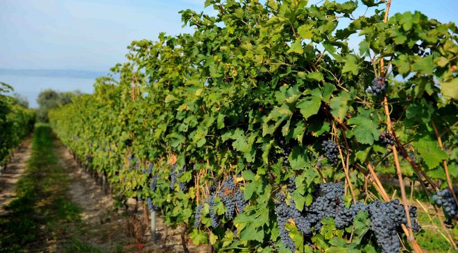 Bardolino Cru il 30 settembre a villa Carrara Bottagisio Bardolino Cru il 30 settembre a villa Carrara Bottagisio