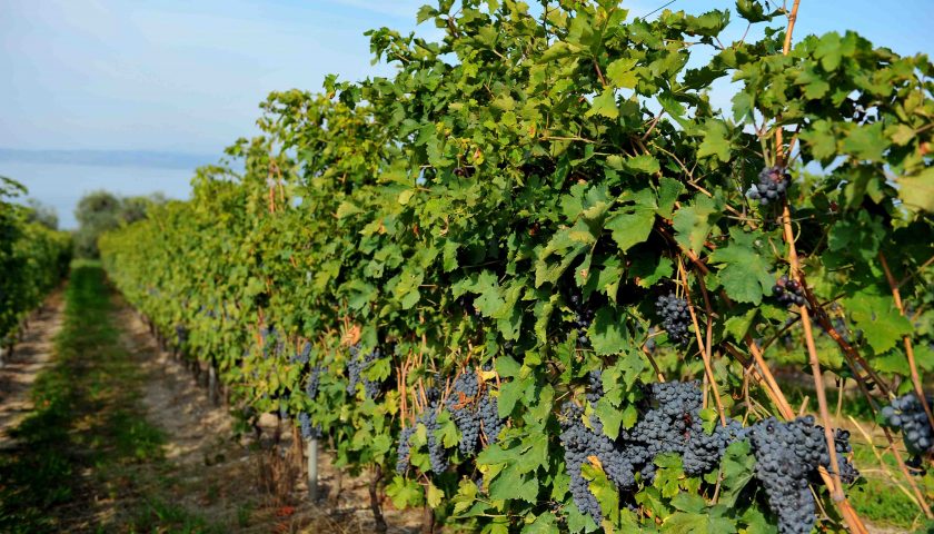 Bardolino Cru il 30 settembre a villa Carrara Bottagisio