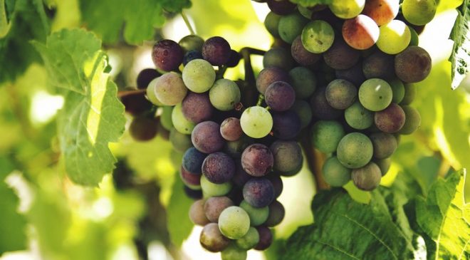 Le Strade del Vino e dell’Olio dell’Umbria chiedono al consiglio regionale più attenzione alle reti del turismo enogastronomico