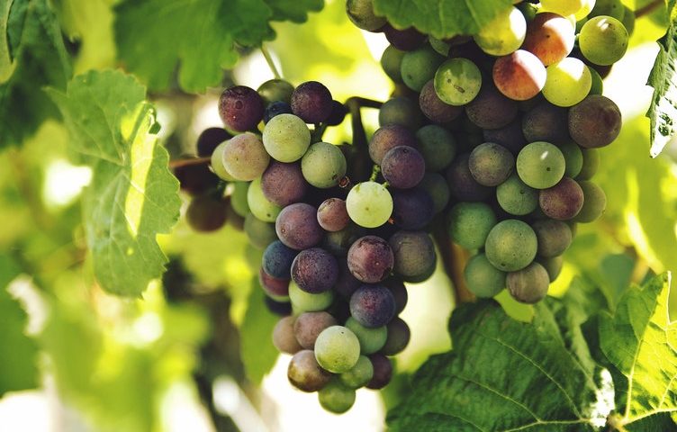 Le Strade del Vino e dell’Olio dell’Umbria chiedono al consiglio regionale più attenzione alle reti del turismo enogastronomico