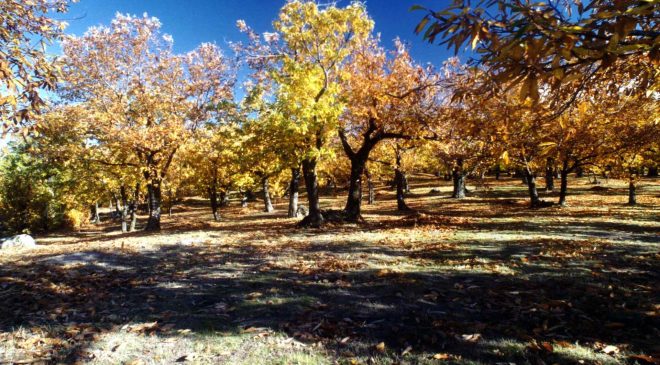 AmiatAutunno da fine settembre ai primi di dicembre in otto comuni del Monte Amiata AmiatAutunno da fine settembre ai primi di dicembre in otto comuni del Monte Amiata