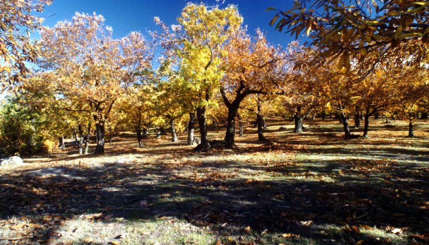 AmiatAutunno da fine settembre ai primi di dicembre in otto comuni del Monte Amiata