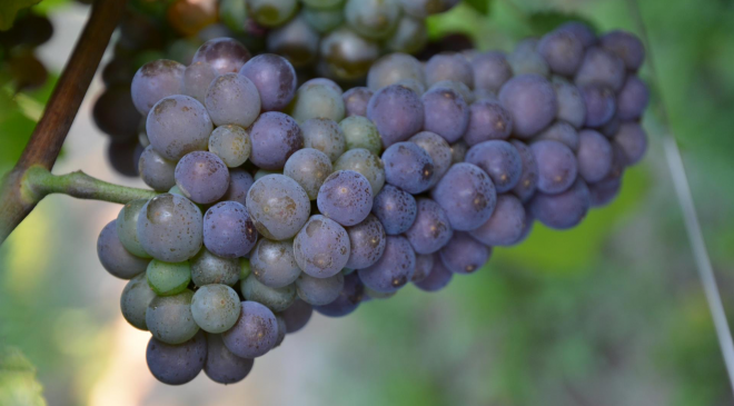 Pinot Grigio Doc delle Venezie: al via la seconda vendemmia della nuova Doc Pinot Grigio Doc delle Venezie: al via la seconda vendemmia della nuova Doc