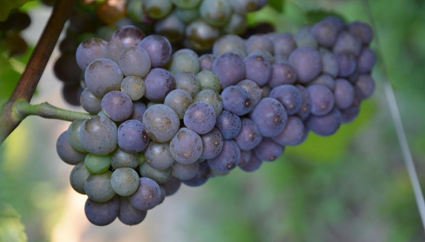 Pinot Grigio Doc delle Venezie: al via la seconda vendemmia della  nuova Doc