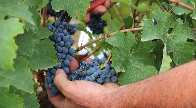 Doc Sicilia le stime della vendemmia 2018 Doc Sicilia le stime della vendemmia 2018