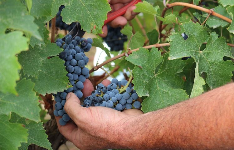 Doc Sicilia le stime della vendemmia 2018