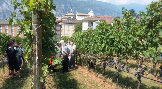 Oltre 300 Viticoltori alla Giornata dedicata all’agricoltura biologica Oltre 300 Viticoltori alla Giornata dedicata all’agricoltura biologica