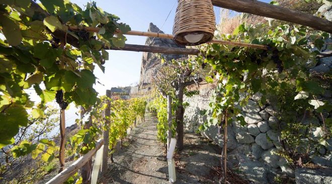Andar per cantine ad Ischia dal 15 al 23 settembre Andar per cantine ad Ischia dal 15 al 23 settembre