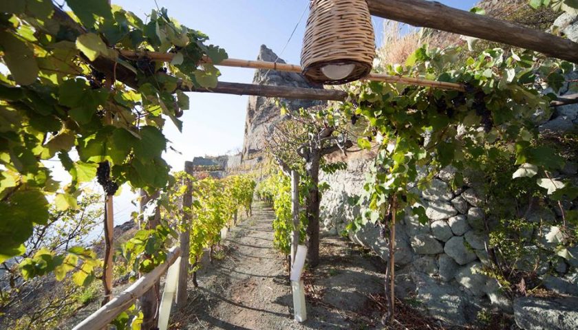 Andar per cantine ad Ischia dal 15 al 23 settembre