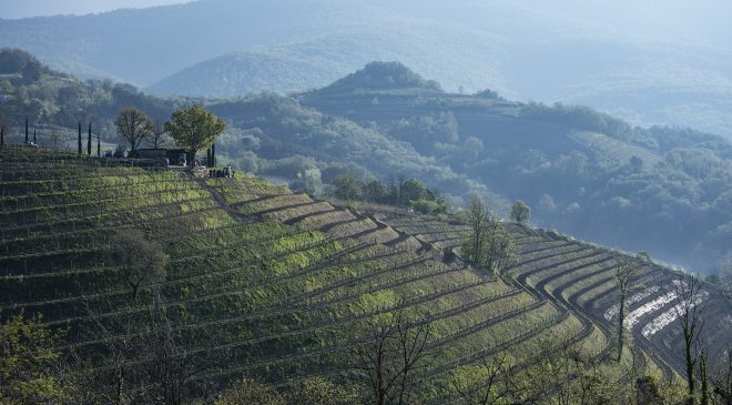 Gravner inventa un coltello appositamente creato per l’innesto