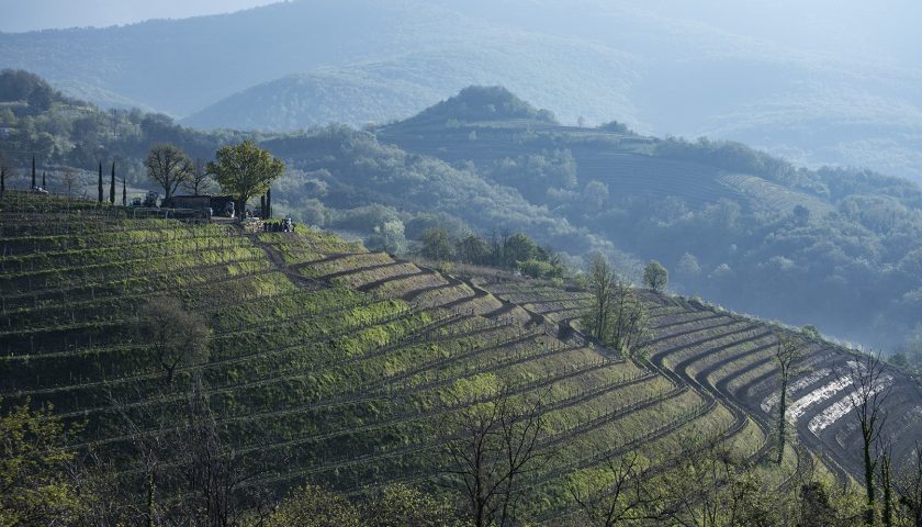 Gravner inventa un coltello appositamente creato per l’innesto