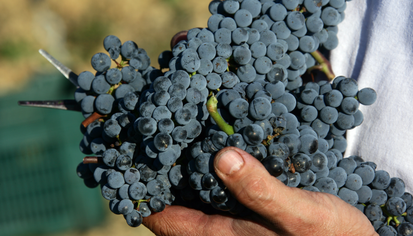 Vignaioli del Montecucco: vendemmia 2018 c’è ottimismo