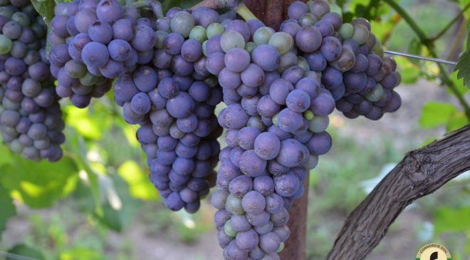 Consorzio Doc delle Venezie: conclusa la prima vendemmia e la qualità delle uve è ottima