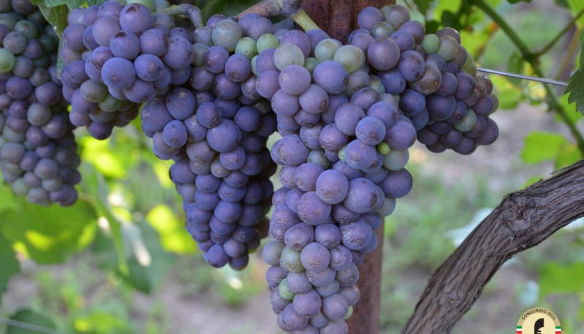 Consorzio Doc delle Venezie: conclusa la prima vendemmia e la qualità delle uve è ottima
