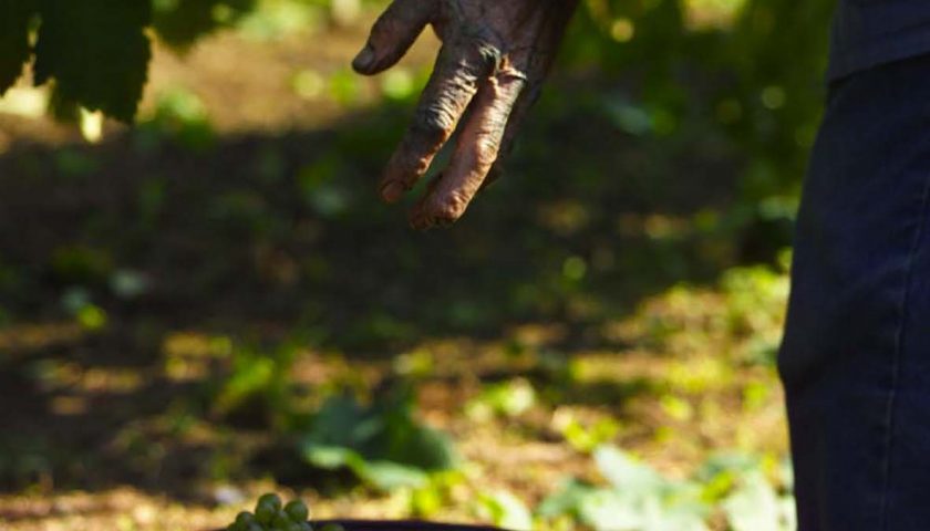Vendemmia 2018 inizia  quella del Prosecco Valdobbiadene Docg