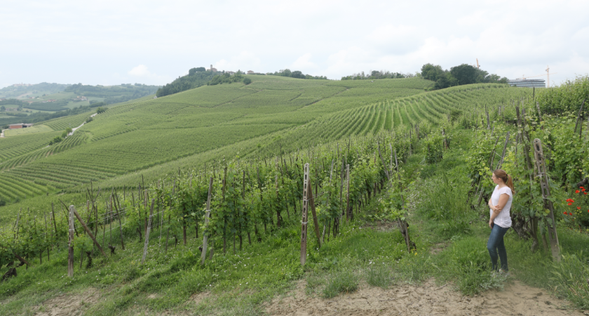 Oddero Poderi e Cantine nuovo appezzamento per ampliare il patrimonio viticolo