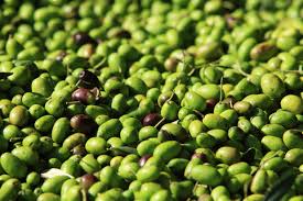 Olio Garda Dop protagonista dell’Almanacco di Olio Officina Magazine