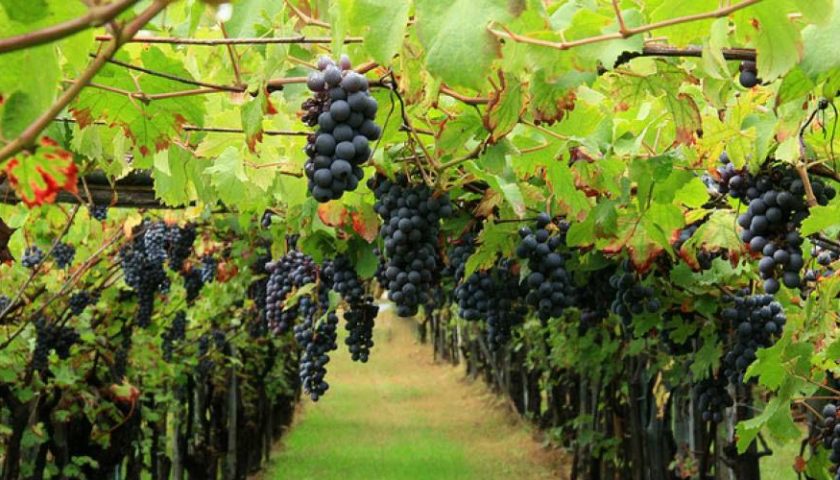 Vendemmia Lugana: annata fortunata