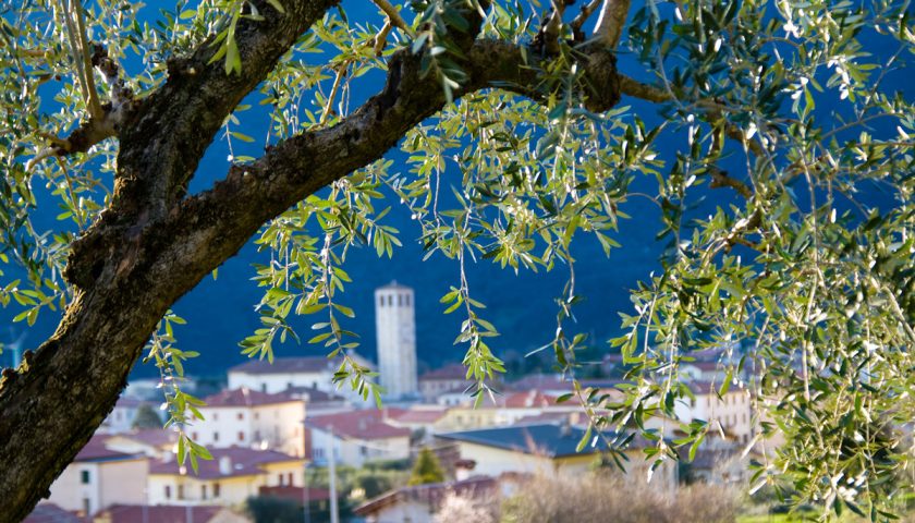 Camminata tra gli olivi la seconda edizione il 20 ottobre