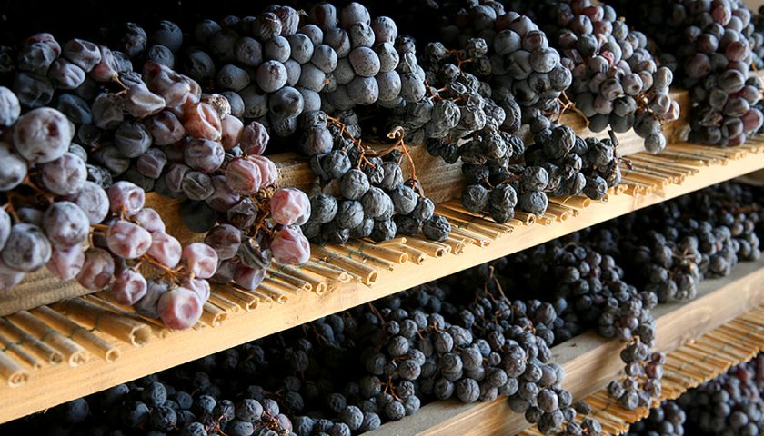 Amarone e fermentazioni in condizioni estreme: ecco il lievito Studiato da Tebaldi e l’Università di Verona