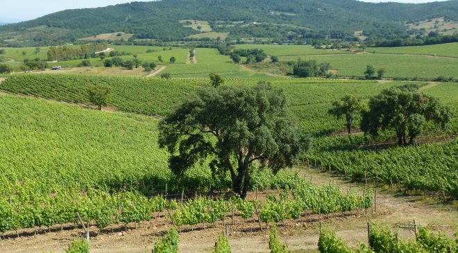La Doc Maremma Toscana arriva a New York