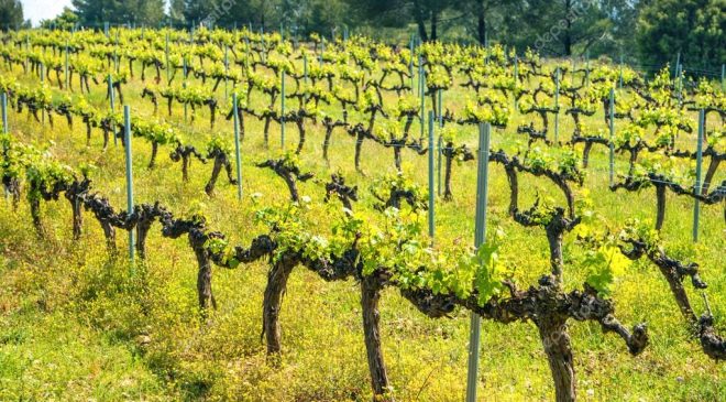 Guida Slow Wine 2019 ecco i riconoscimenti per l’Umbria Guida Slow Wine 2019 ecco i riconoscimenti per l’Umbria