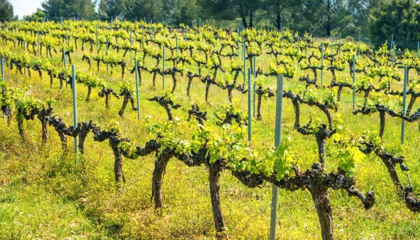 Guida Slow Wine 2019 ecco i riconoscimenti per l’Umbria
