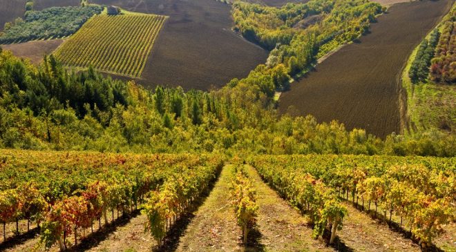 Al via le celebrazioni per i 50 anni di Doc per il Rosso Piceno Al via le celebrazioni per i 50 anni di Doc per il Rosso Piceno