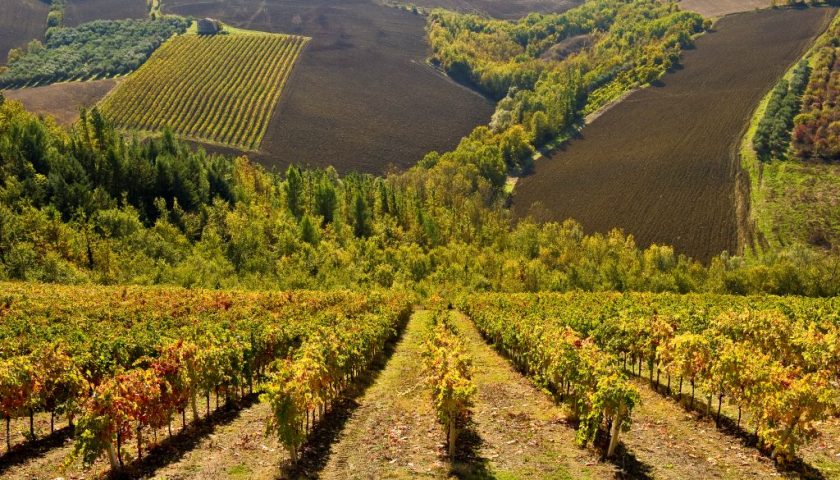 Al via le celebrazioni per i 50 anni di Doc per il Rosso Piceno