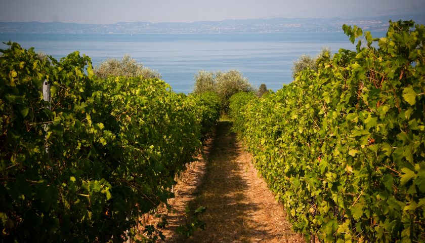 Bardolino festeggia 50 di DOC