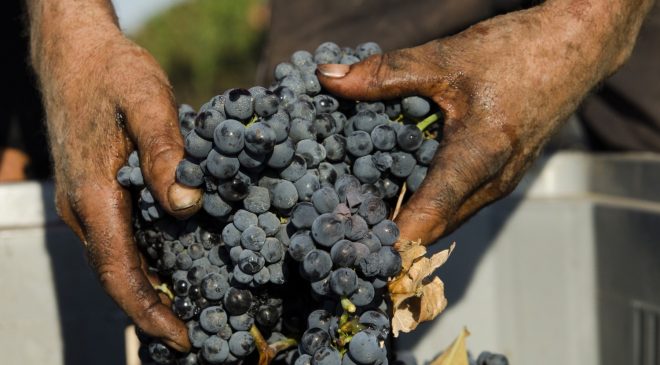 Vendemmia 2018 Primitivo di Manduria in controtendenza Vendemmia 2018 Primitivo di Manduria in controtendenza