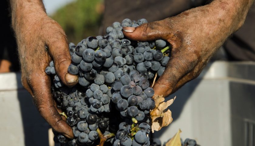 Vendemmia 2018 Primitivo di Manduria in controtendenza