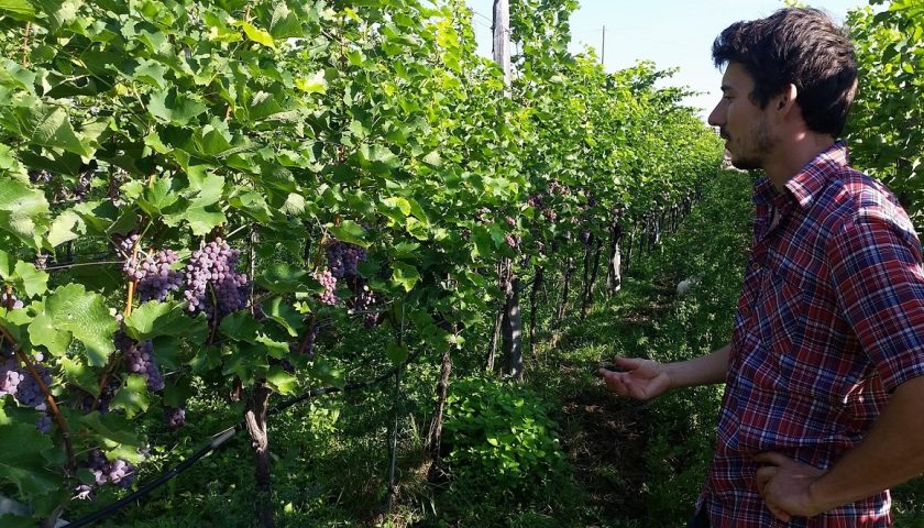 Il nuovo vino di Thomas Niedermayr