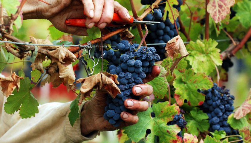 Federvini: Vendemmia 2018 bilancio positivo nonostante il maltempo