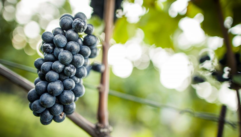 Le Giornate Altoatesine del Pinot nero dal 18 al 20 maggio propongono   la più grande degustazione di Pinot nero in Italia.