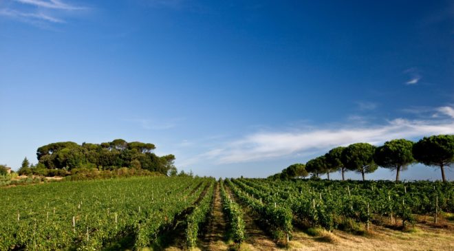 Cantine Aperte in Umbria: la qualità premia Cantine Aperte in Umbria: la qualità premia