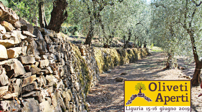 Oliveti Aperti alla scoperta di una Liguria inedita il 15 e 16 giugno Oliveti Aperti alla scoperta di una Liguria inedita il 15 e 16 giugno