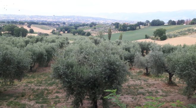 Gaudenzi affitta 35 ettari di uliveto sul lago Trasimeno raggiungendo cosi quarta 110 Gaudenzi affitta 35 ettari di uliveto sul lago Trasimeno raggiungendo cosi quarta 110
