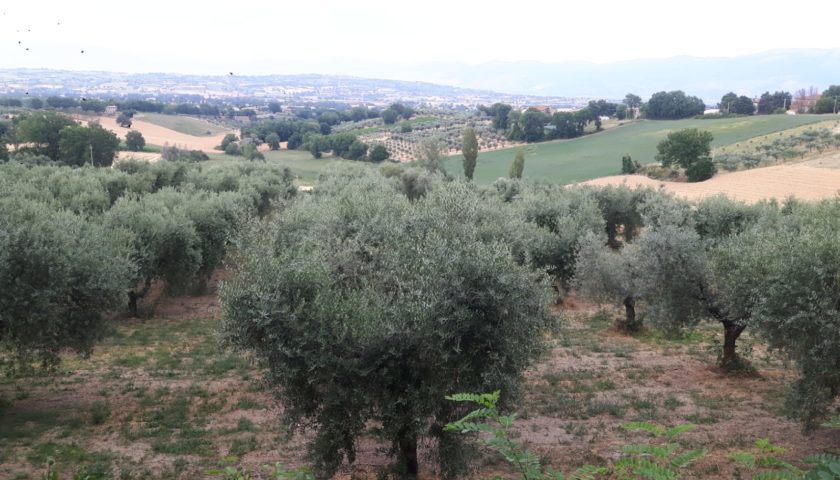 Gaudenzi affitta 35 ettari di uliveto sul lago Trasimeno raggiungendo cosi quarta 110