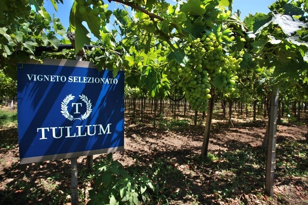 La DOP Tullum diventa una DOCG