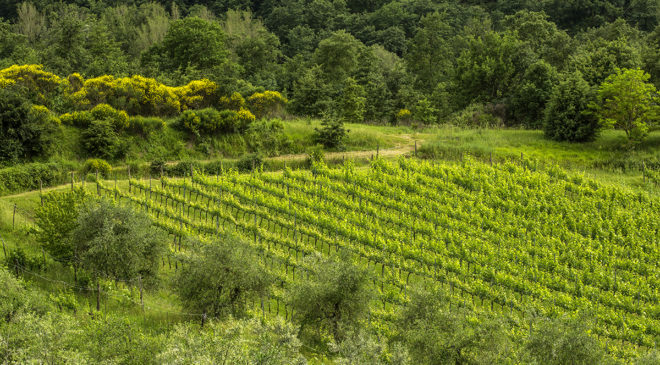 Corciano Castello di Vino: sul Trasimeno si celebra il Grenache Corciano Castello di Vino: sul Trasimeno si celebra il Grenache
