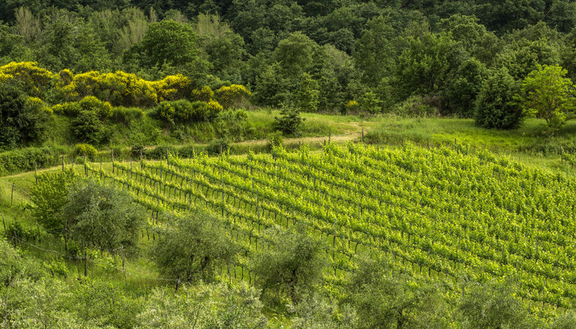 Corciano Castello di Vino: sul Trasimeno si celebra il Grenache