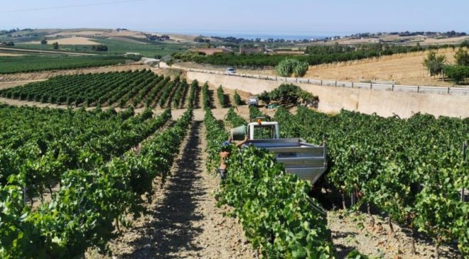 Vendemmia in Sicilia: calo del 30% medio e qualità ottima Vendemmia in Sicilia: calo del 30% medio e qualità ottima