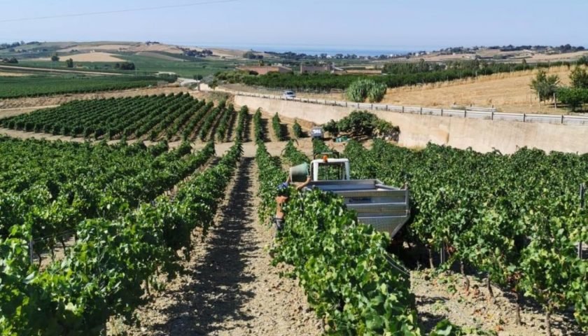 Vendemmia in Sicilia: calo del 30% medio e qualità ottima